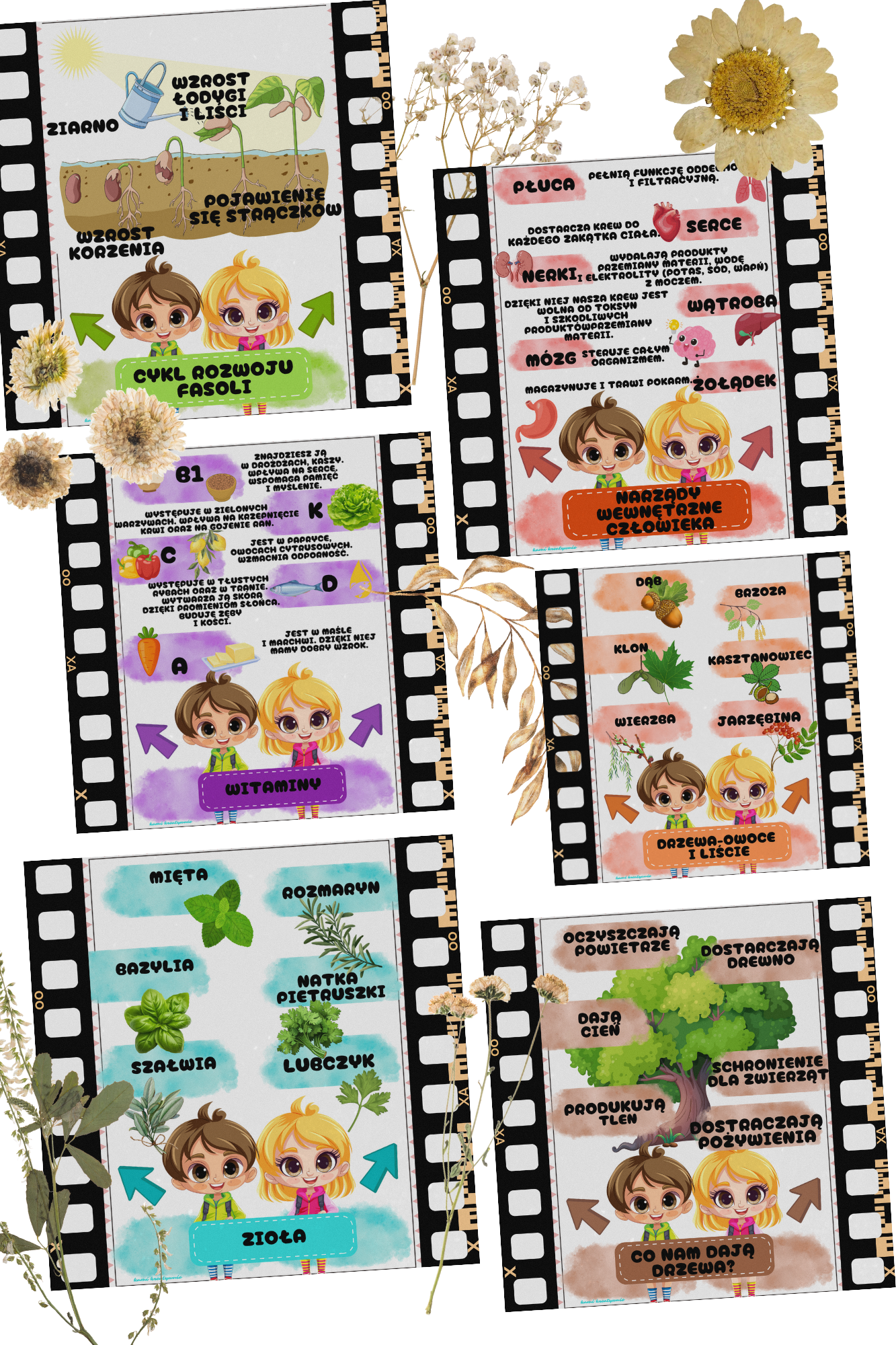 Plansze przyrodnicze a4 i wklejki a5 - obrazek 3